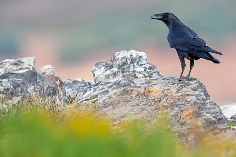 Kolkrabe, Common Raven, Raven, Corvus corax, Grand Corbeau, Cuervo común, Cuervo