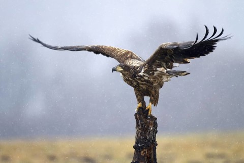 White-tailed Eagle (Haliaeetus albicilla) juvenile, Kutno, Poland