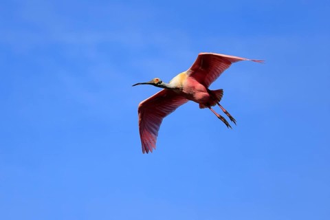 Roseate spoonbill (Platalea ajaja), adult, flying, St. Augustine, Florida, North America, USA