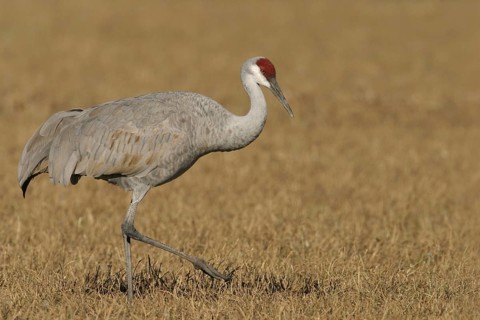 Sandhill Crane (Antigone canadensis), New Mexico, USA