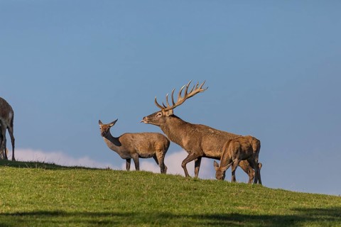 One Red Deer stag (Cervus elaphus) at the rutting season, standing on a green meadow amidst a herd