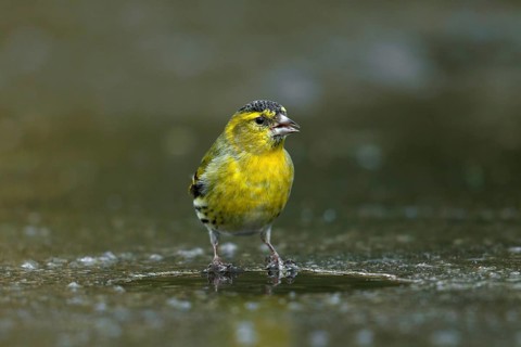Sijs op het ijs drinkend, Siskin standing on ice and drinking