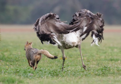 Greater Rhea (Rhea americana) chasing Pampas Fox (Lycalopex gymnocercus) away, Corrientes,