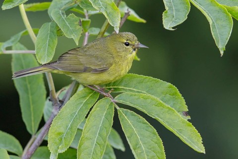 Orange-crowned Warbler (Vermivora celata) perched on a branch in Seward, Alaska