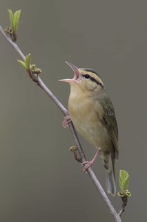 Worm-eating Warbler (Helmitheros vermivorum) singing, West Virginia, USA