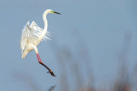 Great White Egret, Great White Heron, Great Egret, Egretta alba, Casmerodius albus, Ardea alba,