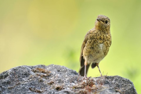 European Robin (Erithacus rubecula) juvenile, North Rhine-Westphalia, Germany