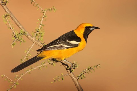 Hooded Oriole (Icterus cucullatus) male, Arizona, USA