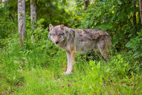 A male Eurasian grey wolf (Canis lupus lupus) stands in the dense green undergrowth at the edge of
