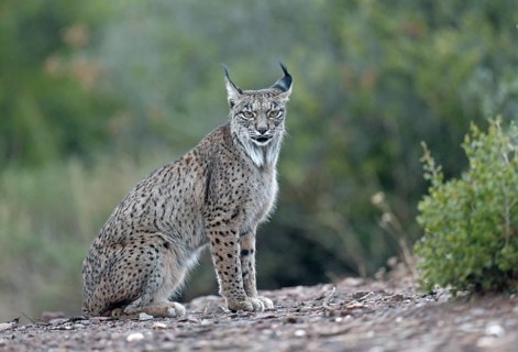 Female lynx (Lynx pardinus), portrait, Castilla-La Mancha, Spain