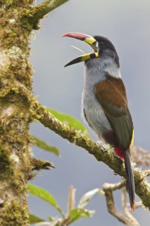 Gray-breasted Mountain-Toucan (Andigena hypoglauca) perched on a branch in Ecuador, South America