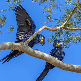 Hyacinth macaw (Anodorhynchus hyacinthinus), South America, Brazil, Mato Grosso, Pantanal