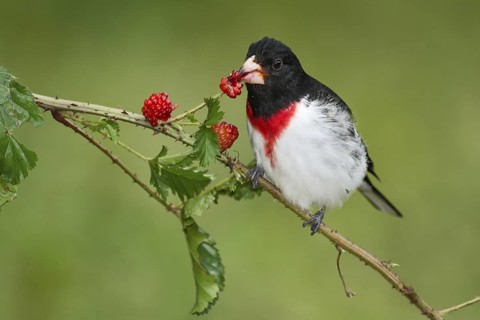 Rose-breasted Grosbeak (Pheucticus ludovicianus) male feeding on red berries, perched on a branch,