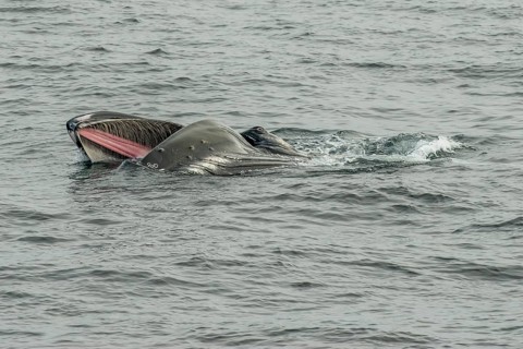 Humpback whale (Megaptera novaeangliae) feeding at the sea surface, Barents Sea, Northeast Iceland,