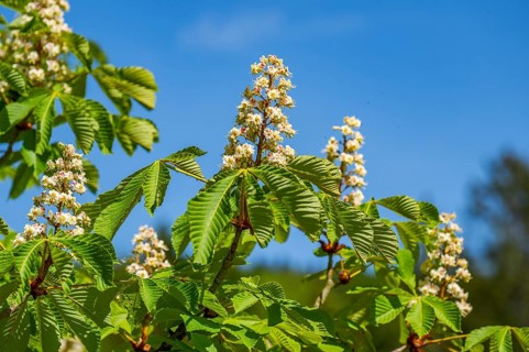 Horse chestnut (Aesculus hippocastanum) flowers blooming in the hunts by Turn and Taxis in early