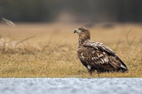 White-tailed Eagle (Haliaeetus albicilla), Poland
