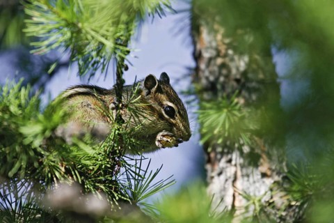 Sibirisches Streifenhörnchen (Tamias sibiricus) frisst im Baum sitzend, Khan Khentii Nationalpark,
