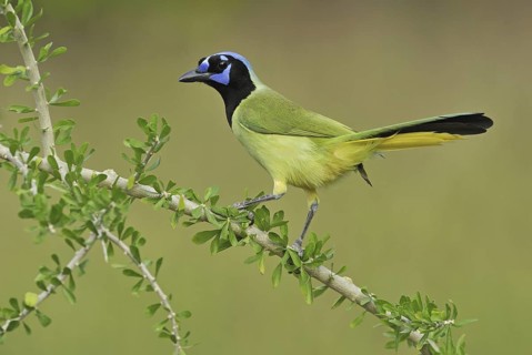 Green Jay (Cyanocorax luxuosus), Texas, USA