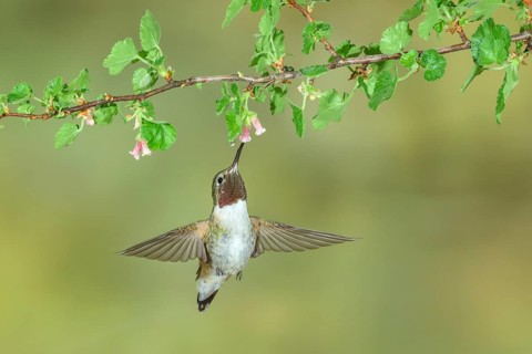 Broad-tailed Hummingbird (Selasphorus platycercus) male flying, Colorado, USA