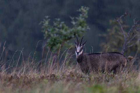 Chamois (Rupicapra rupicapra), Vosges, France