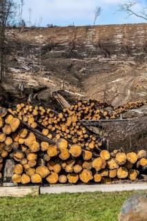 Cleared forest area north of the village of Öventrop, district of Arnsberg, dead spruce stands were