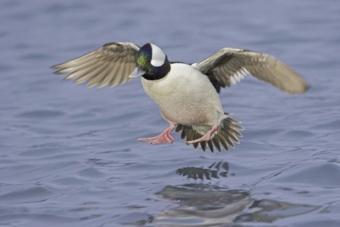 Bufflehead (Bucephala albeola) male, British Columbia, Canada