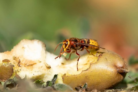 European hornet (Vespa crabro) adult insect feeding on a fallen pear fruit in a garden in summer,
