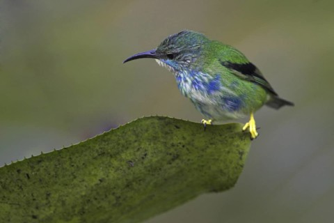 Shining Honeycreeper (Cyanerpes lucidus), Costa Rica