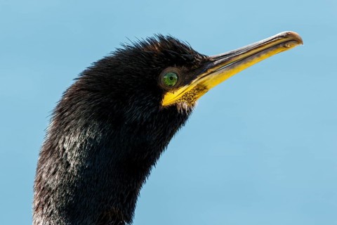 European shag (Phalacrocorax aristotelis), portrait, Scotland, United Kingdom