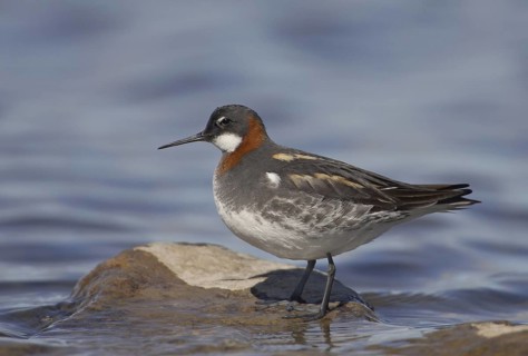 Red-necked Phalarope (Phalaropus lobatus) female, Manitoba, Canada