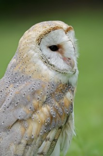 Barn owl (Tyto alba), portrait, captive, North Rhine-Westphalia, Germany