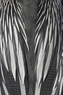 Anhinga (Anhinga anhinga), Florida, USA