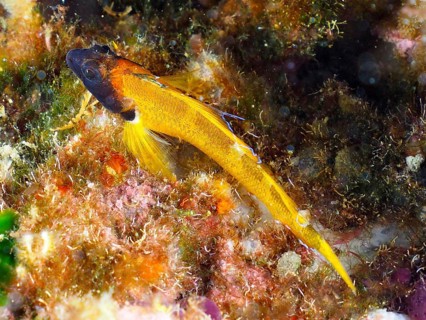 Black-faced blenny (Tripterygion delaisi)