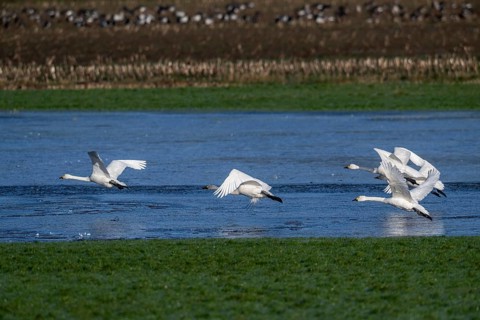Whooper swans (Cygnus cygnus) and Bewick's swans (Cygnus bewickii), Emsland, Lower Saxony, Germany