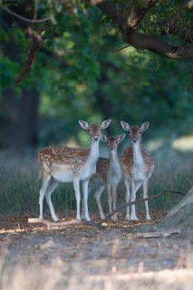 Fallow deer (Dama dama) three adult female does standing in a woodland, England, United Kingdom