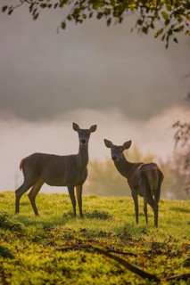 Two red deer hind (Cervus elaphus) stand backlit on a meadow. Early morning light with a forest in