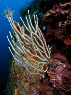 White gorgonian (Eunicella singularis)
