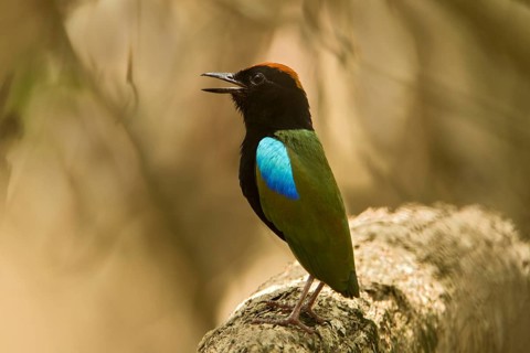 Rainbow Pitta (Pitta iris) singing, Northern Territory, Australia