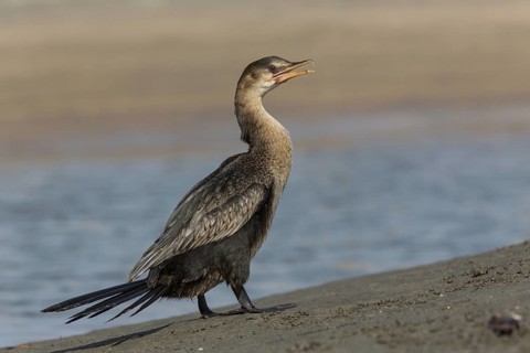 Reed Cormorant (Microcarbo africanus), Gambia