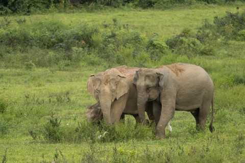 Indian elephants (Elephas maximus indicus), Khiri Khan, Hua Hin, Kui Buri National Park, Thailand