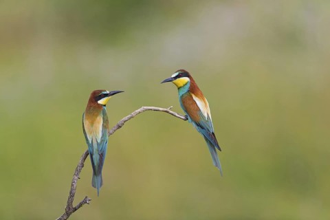 Bee-eater, (Merops apiaster), animals, birds, raptor family, perch, pair, two, Muselievo,