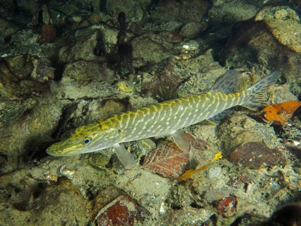 Pike (Esox lucius) amidst stones and natural substrate on the bottom. Dive site Zollbrücke,