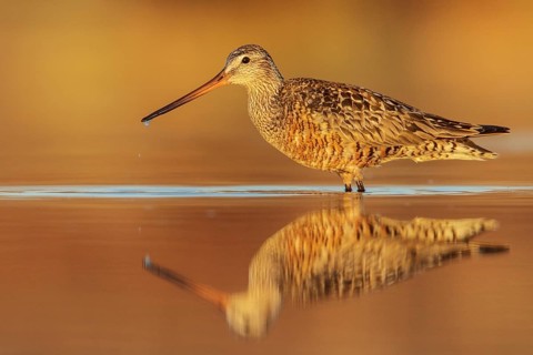 Hudsonian Godwit (Limosa haemastica) in a pond in the tundra near Churchill, Manitoba, Canada