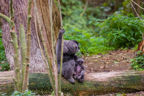 A female silvery gibbon (Hylobates moloch), or Javan gibbon sits with her baby in her arms on a