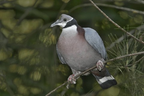 Collared Imperial Pigeon (Ducula mullerii), California, USA