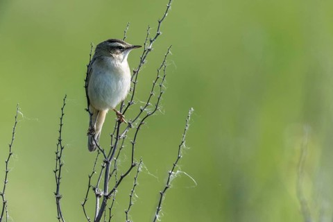 Reed Warbler (Acrocephalus schoenobaerus), Lower Saxony, Germany