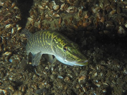 Pike (Esox lucius) between mussels, quagga mussel (Dreissena rostriformis bugensis), invasive