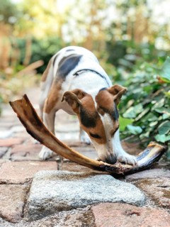 A Jack Russell Terrier deeply engaged in chewing a large bone on a stone path, surrounded by green