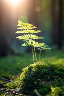 Fern in the sunlight, Black Forest, Unterhaugstett, Germany