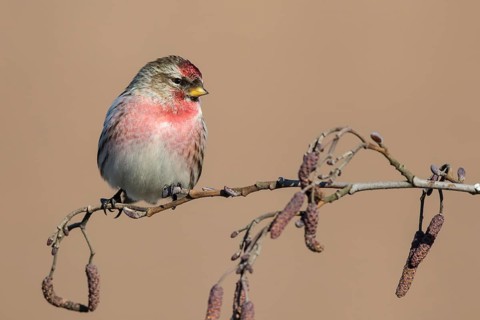 Common Redpoll (Acanthis flammea) perched on a branch, Netherlands